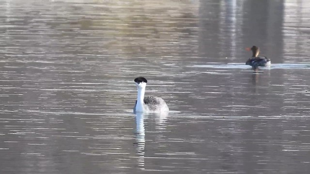 Western Grebe - ML617139945