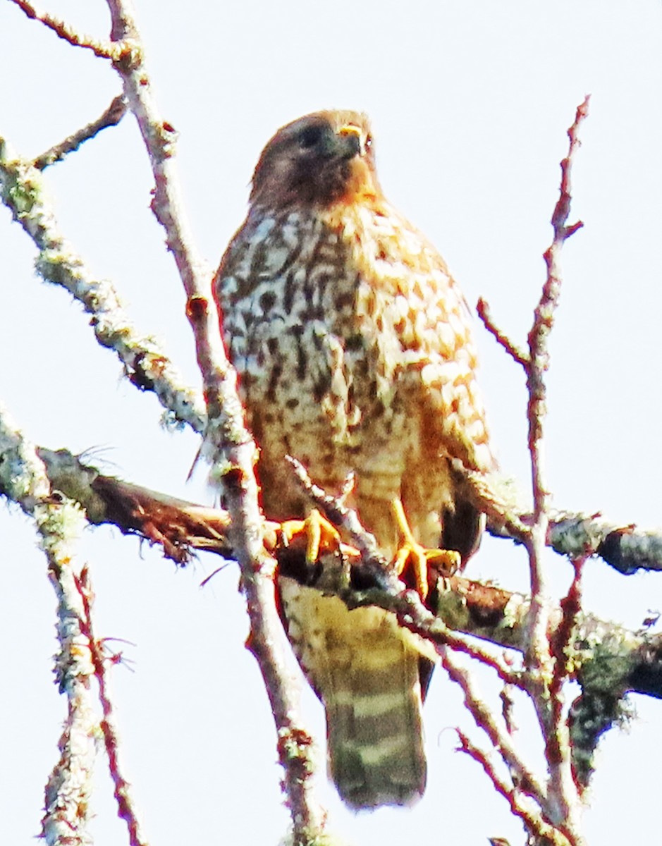 Red-shouldered Hawk - ML617139998