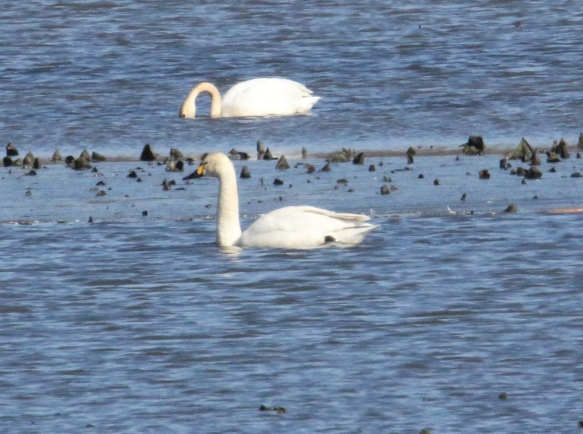 Cisne Chico (paleártico) - ML617140045