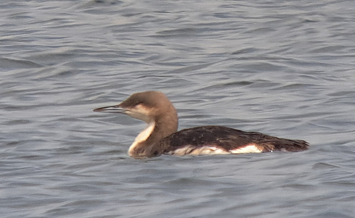 Arctic Loon - ML617140051