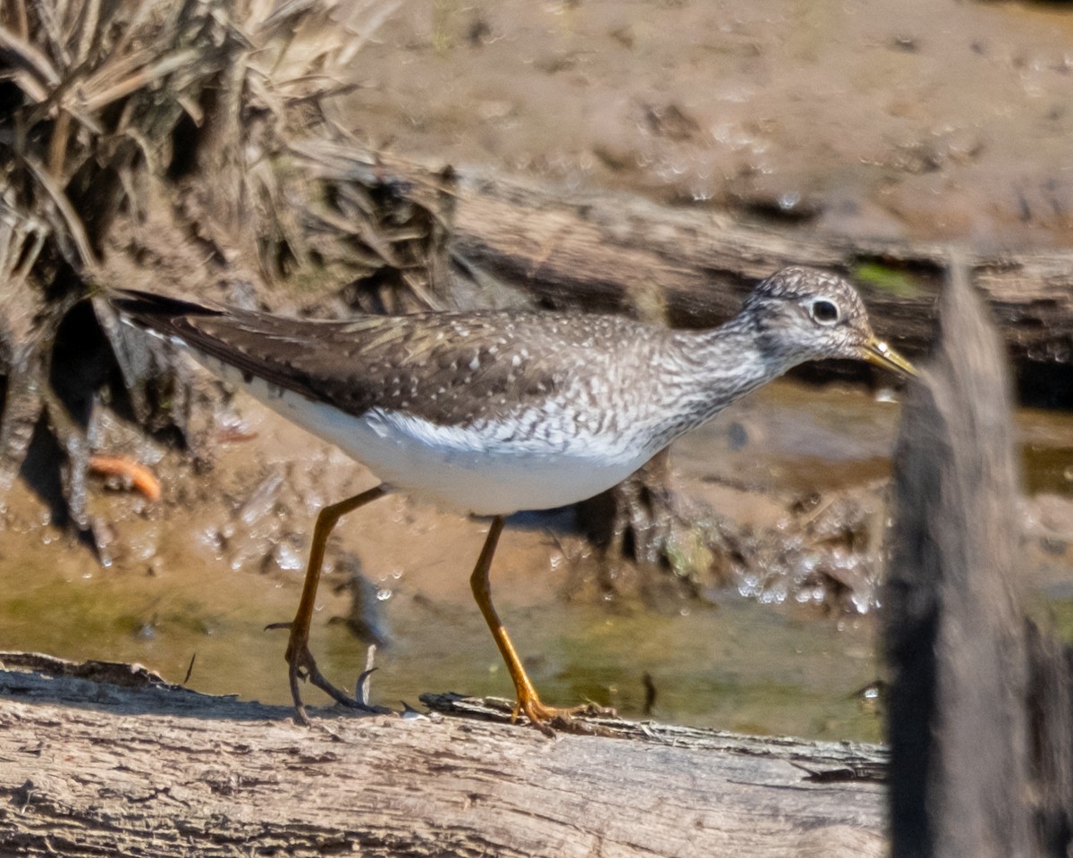 Solitary Sandpiper - ML617140074
