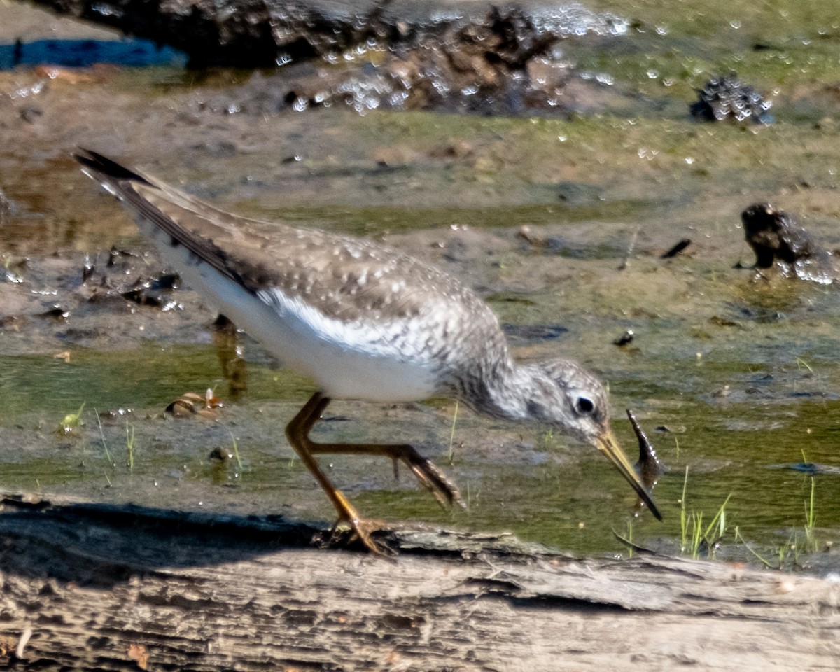 Solitary Sandpiper - ML617140075
