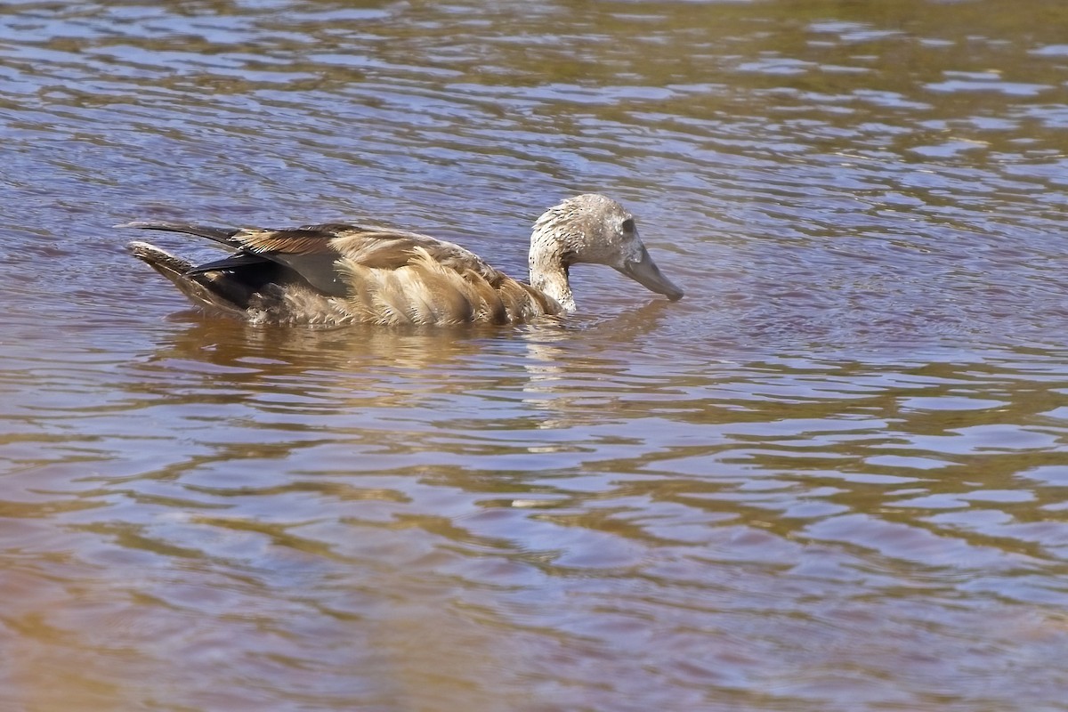 South African Shelduck - Xabier Vázquez Pumariño