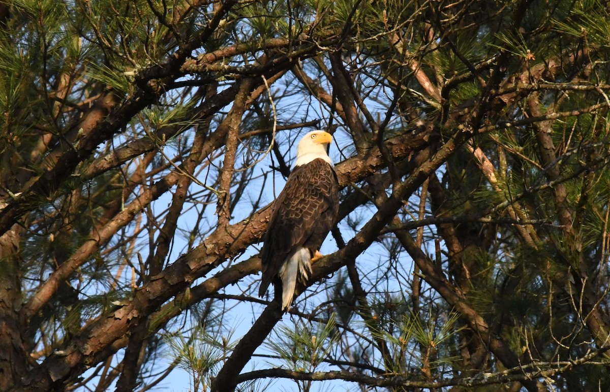 Bald Eagle - ML617140086