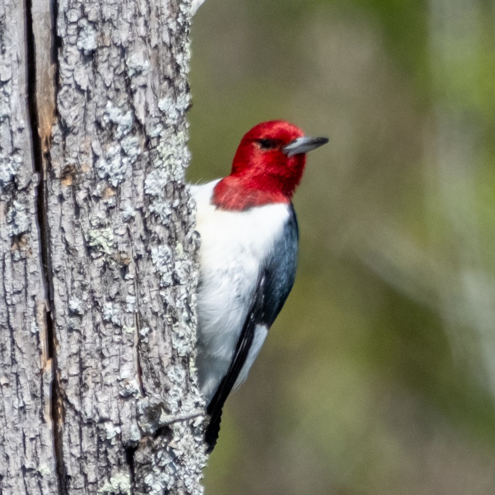 Red-headed Woodpecker - ML617140091