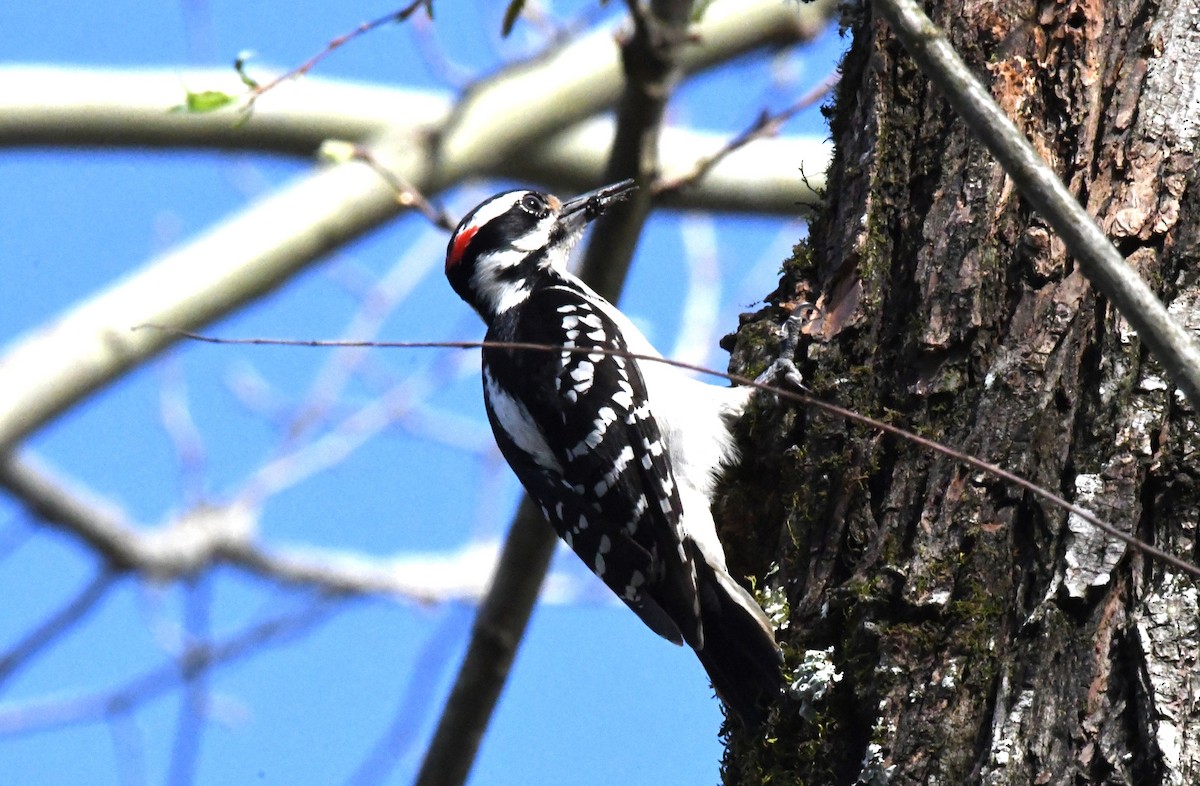 Hairy Woodpecker - ML617140098