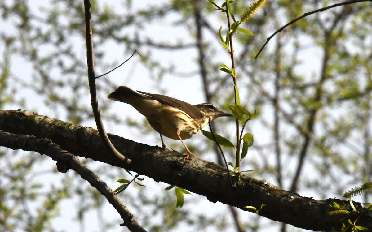 Paruline hochequeue - ML617140103