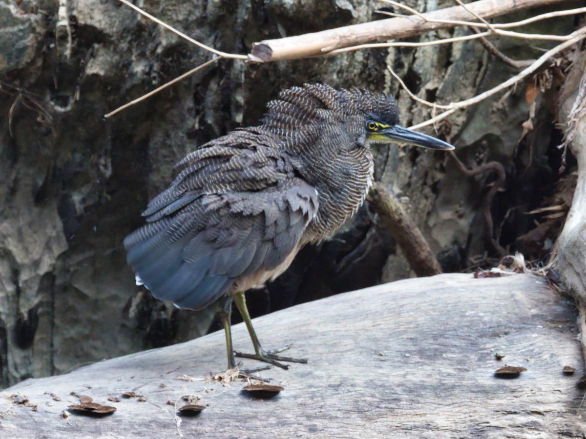 Fasciated Tiger-Heron - ML617140117