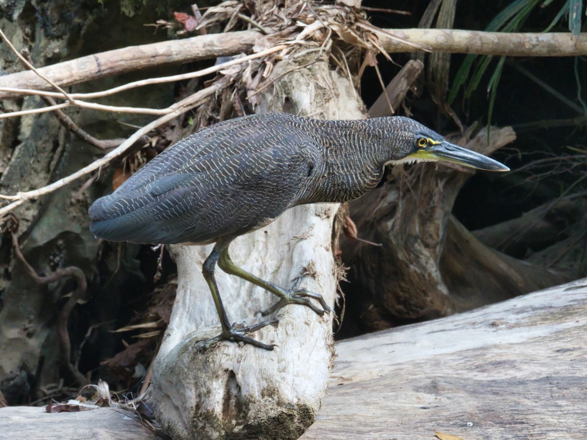 Fasciated Tiger-Heron - ML617140118