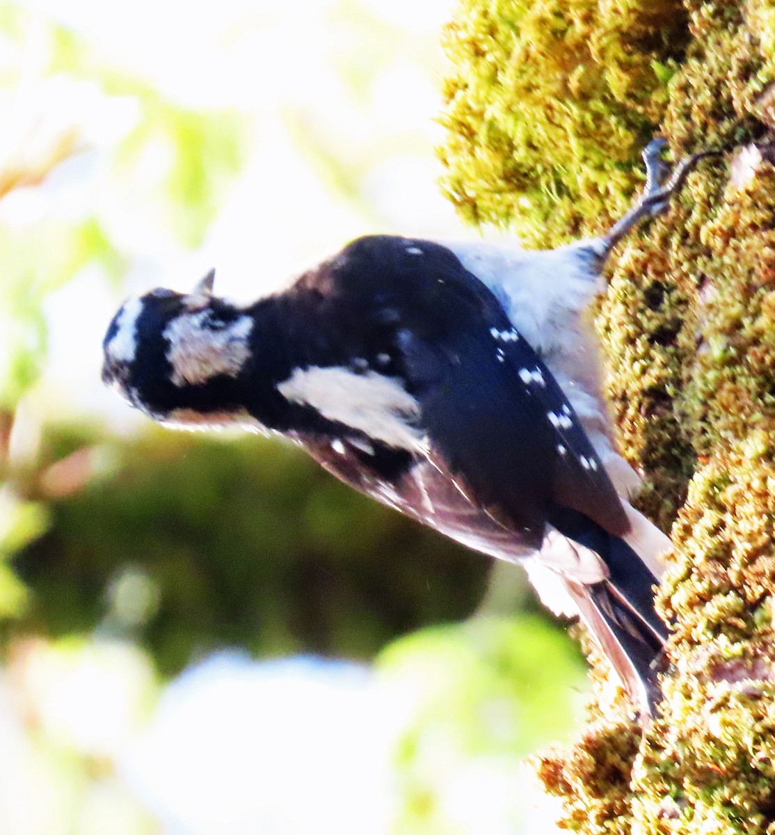 Hairy Woodpecker - ML617140120