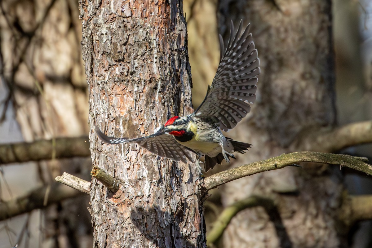 Yellow-bellied Sapsucker - ML617140123