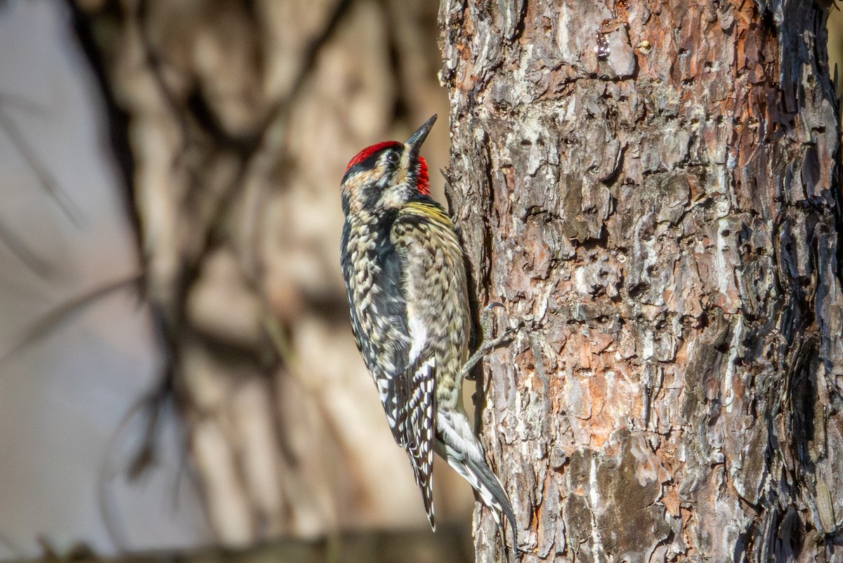 Yellow-bellied Sapsucker - ML617140124