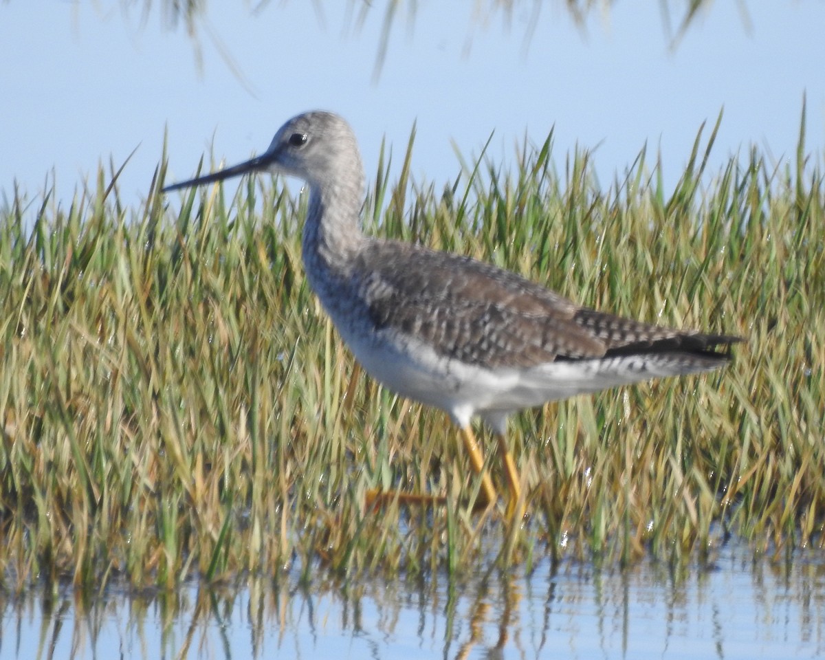 Greater Yellowlegs - ML617140125