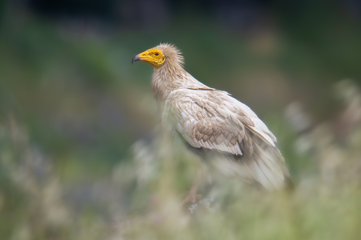 Egyptian Vulture - ML617140128