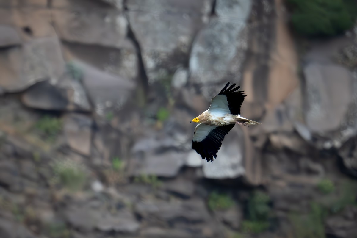 Egyptian Vulture - ML617140129