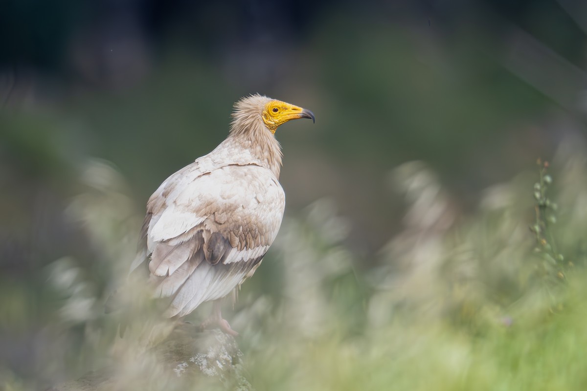 Egyptian Vulture - ML617140130