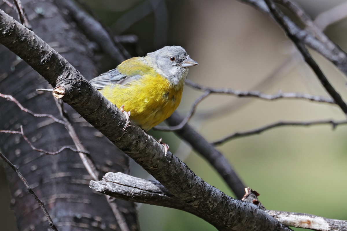 Gray-hooded Sierra Finch - ML617140162