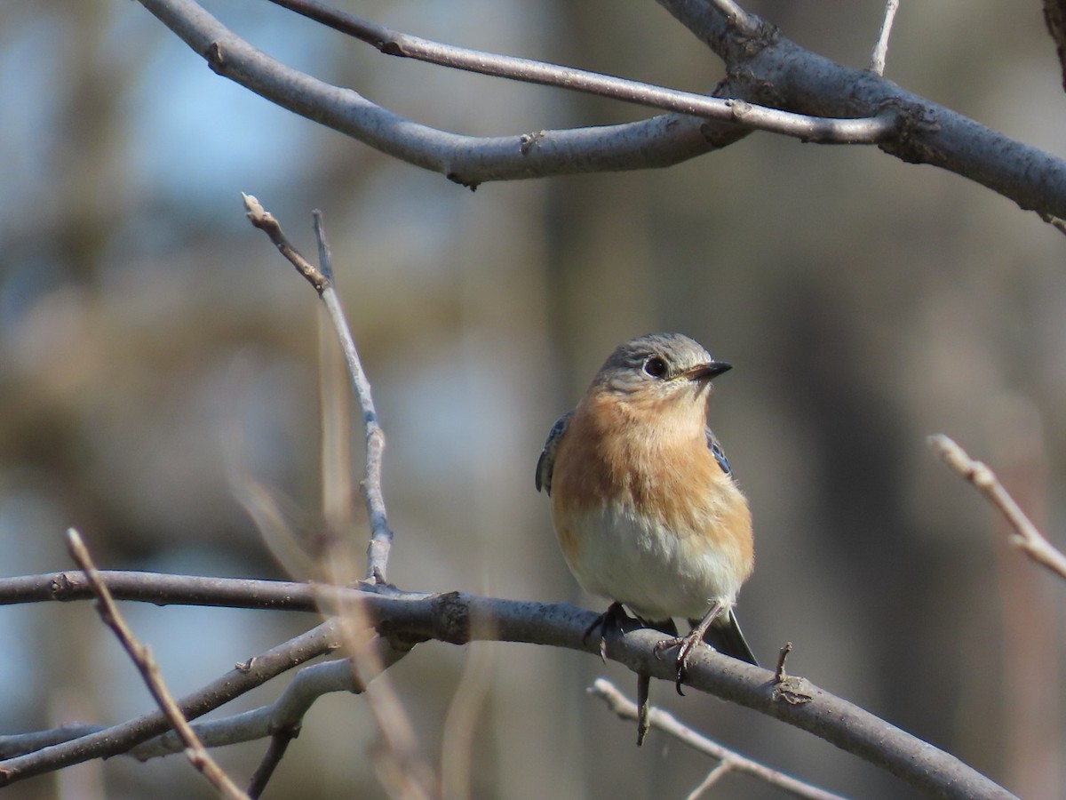 Eastern Bluebird - ML617140166