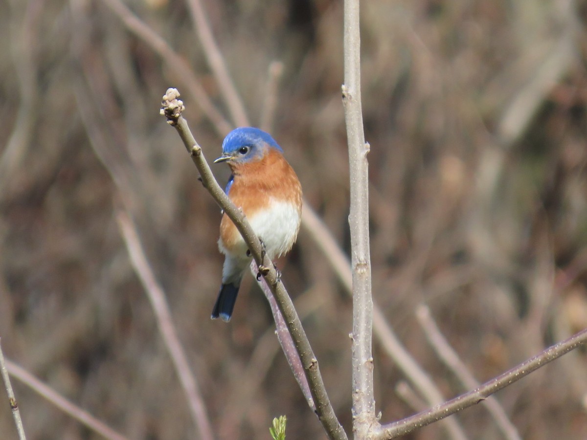 Eastern Bluebird - ML617140167