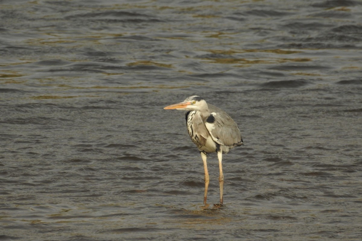 Gray Heron - ML617140175