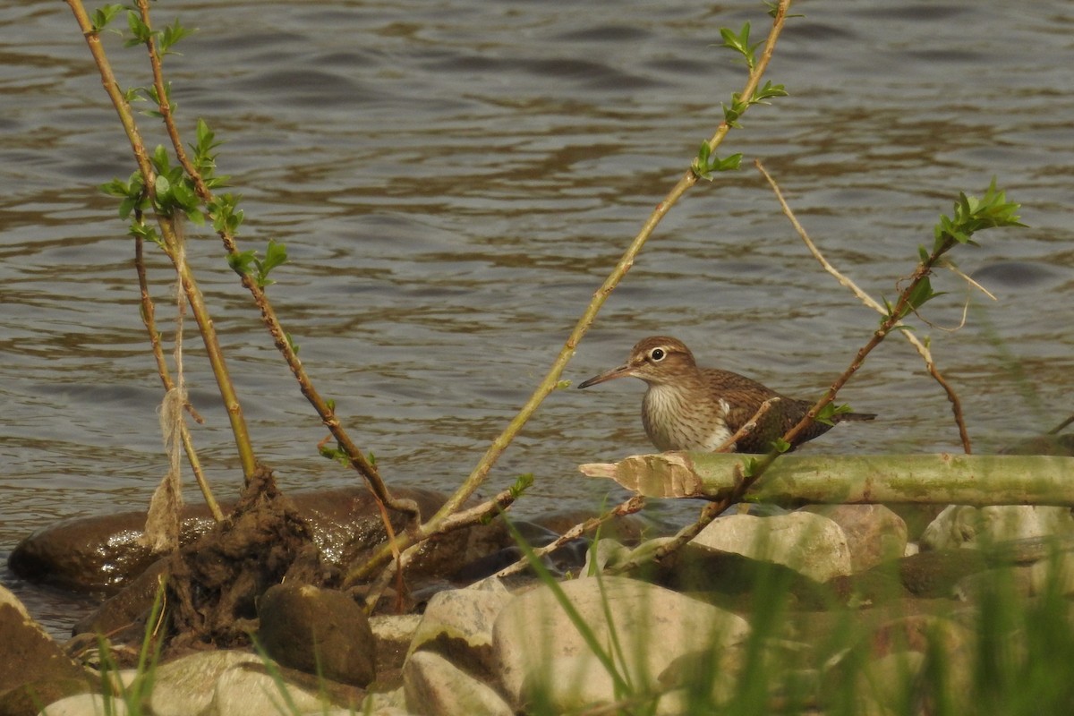 Common Sandpiper - David Kuster