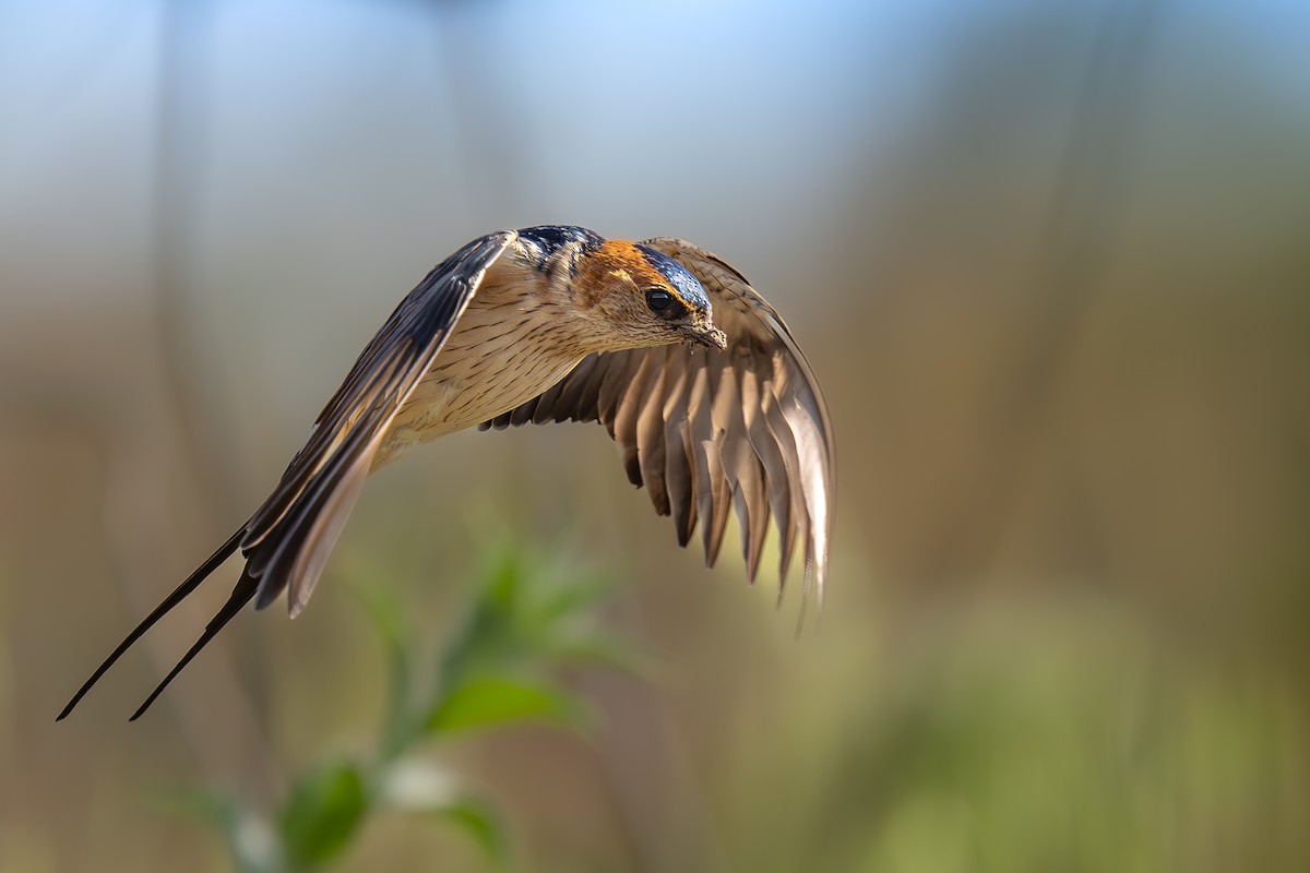 Red-rumped Swallow - ML617140204