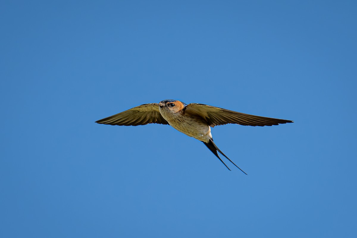 Red-rumped Swallow - ML617140205