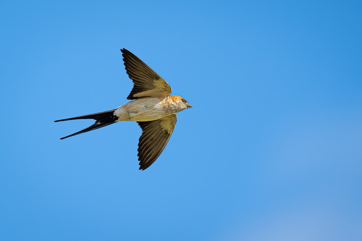 Red-rumped Swallow - ML617140207