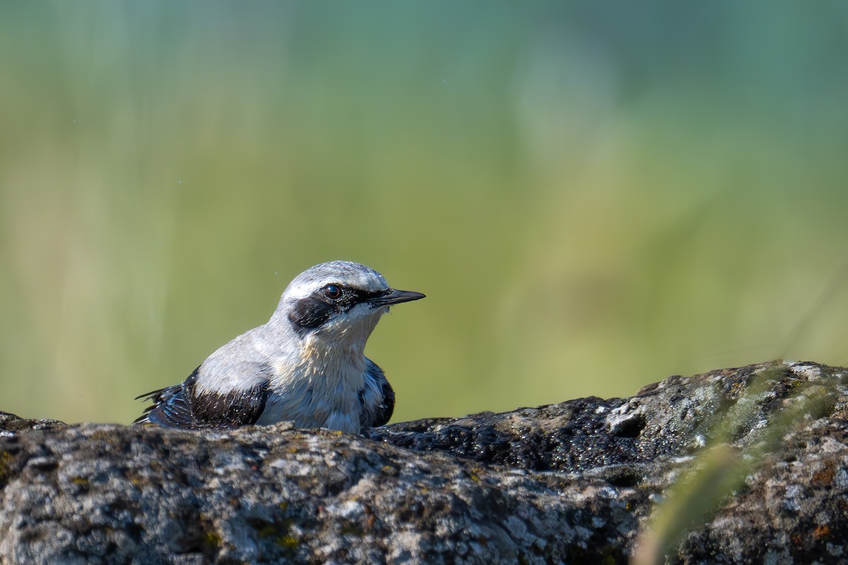 Northern Wheatear - Uriel Levy