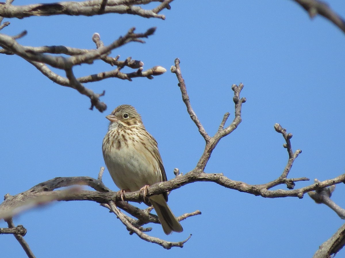 Vesper Sparrow - ML617140298