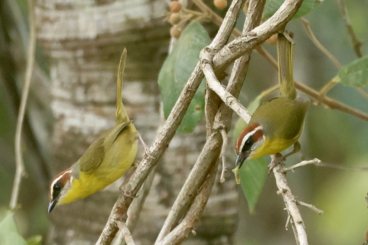 Rufous-capped Warbler - ML617140306