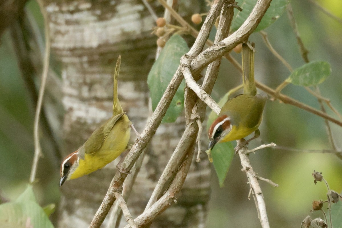 Rufous-capped Warbler - ML617140307