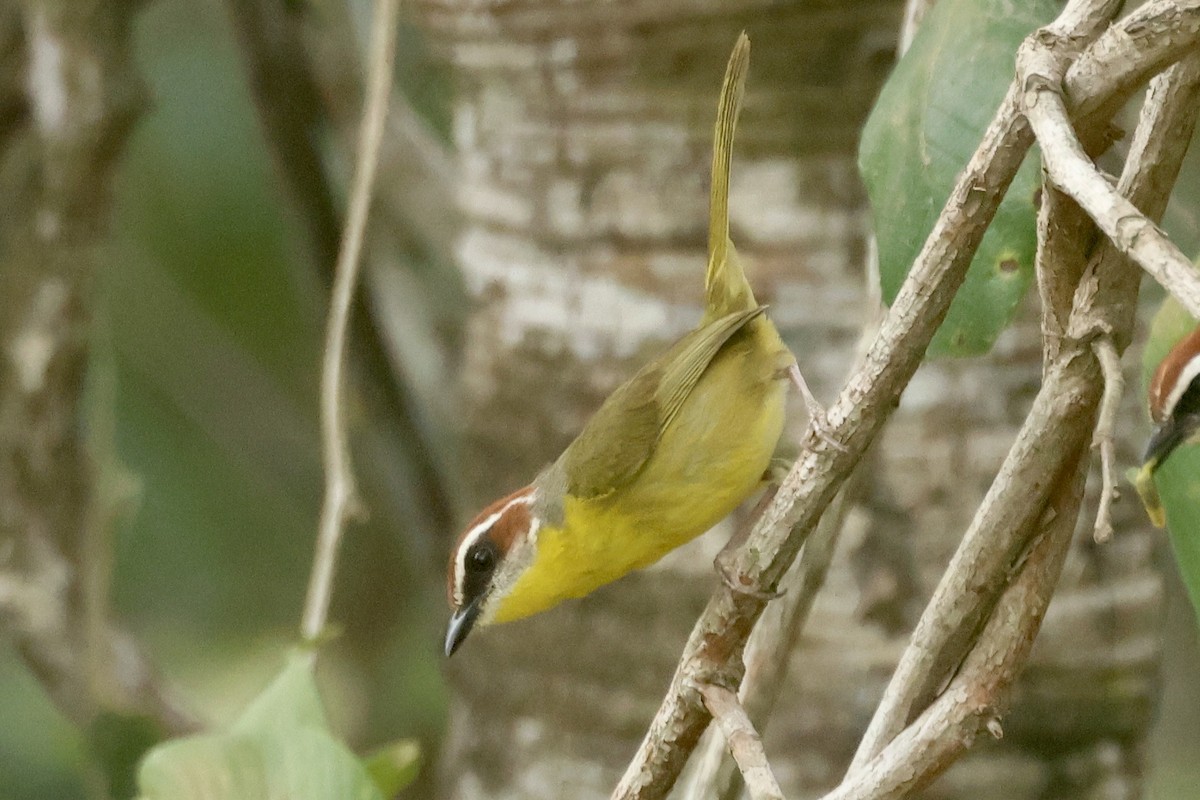 Rufous-capped Warbler - ML617140308
