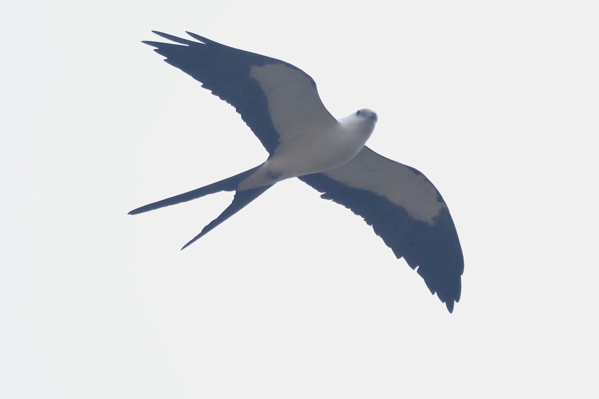 Swallow-tailed Kite - ML617140310