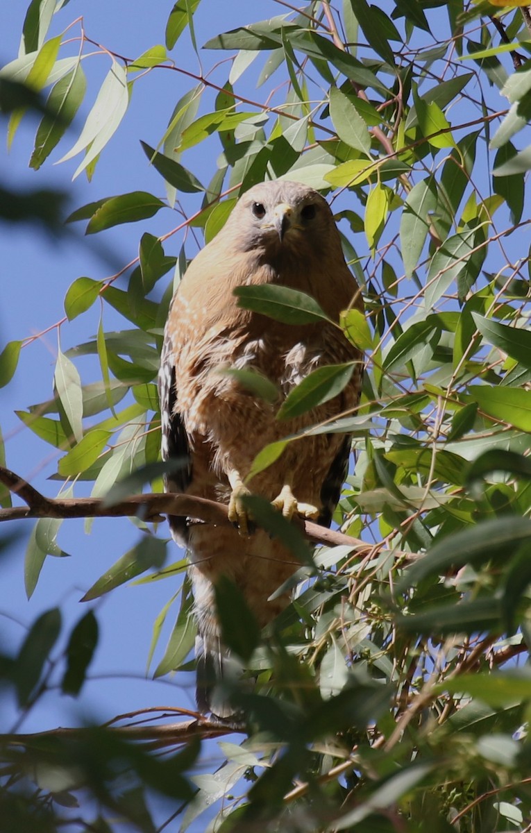 Red-shouldered Hawk - ML617140320