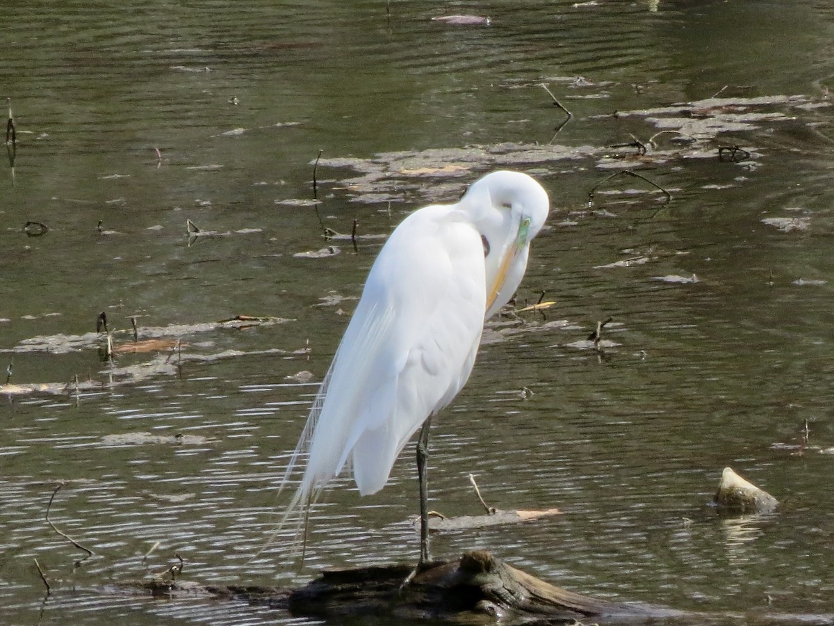 Great Egret - ML617140329