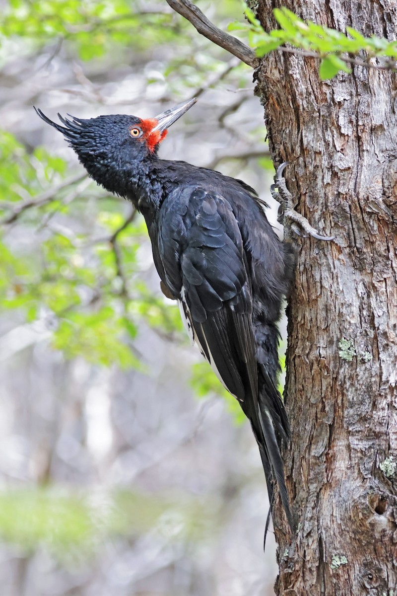 Magellanic Woodpecker - ML617140332