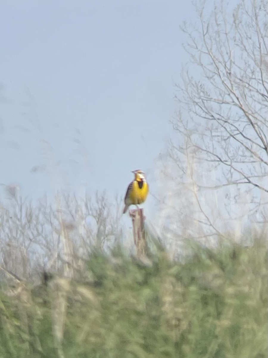 Eastern Meadowlark - ML617140340