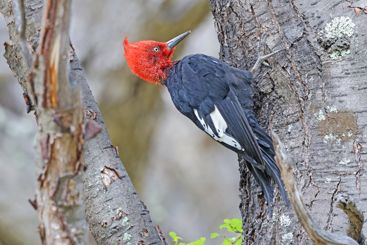 Magellanic Woodpecker - ML617140347