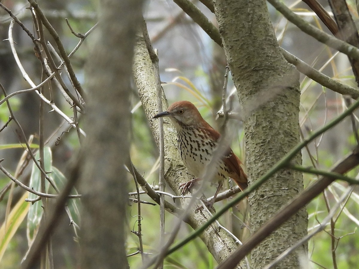 Brown Thrasher - ML617140384