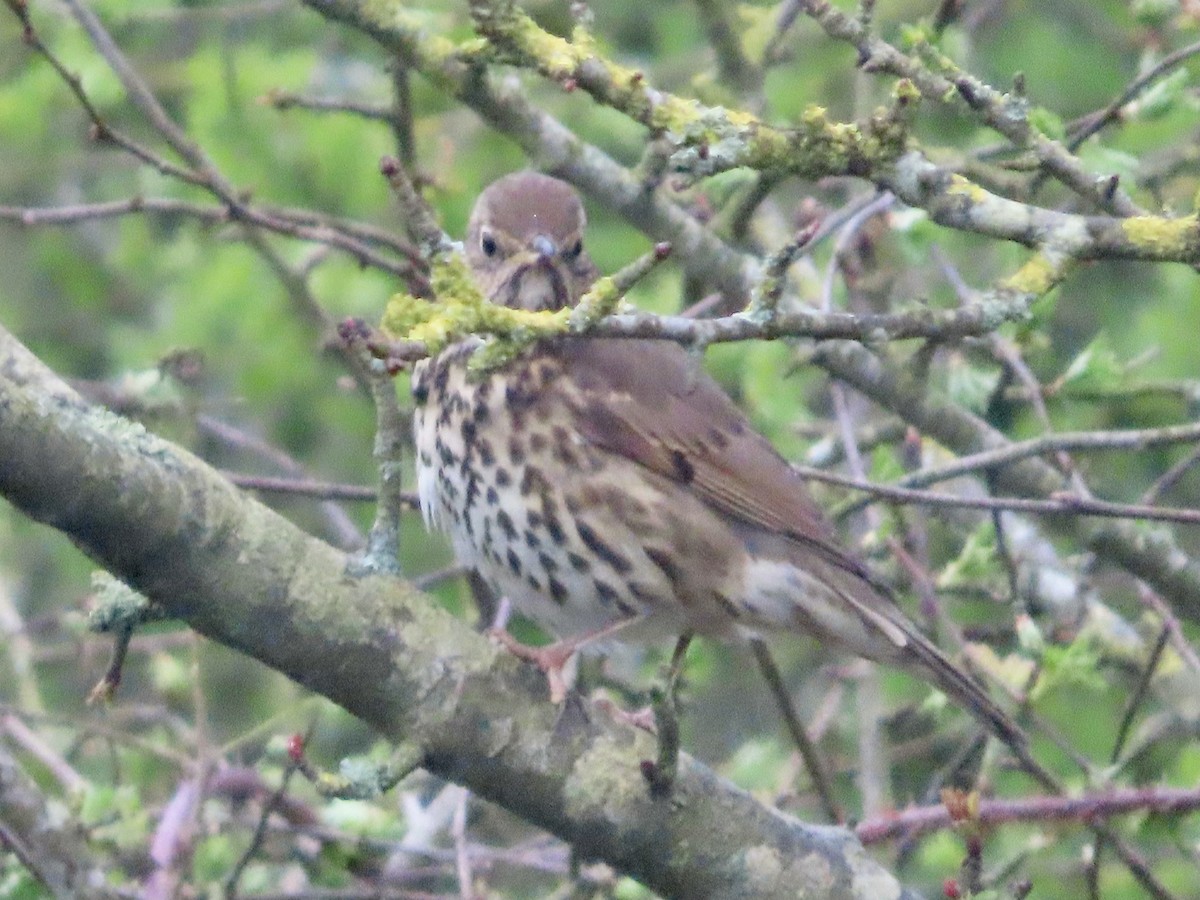Song Thrush - ML617140385