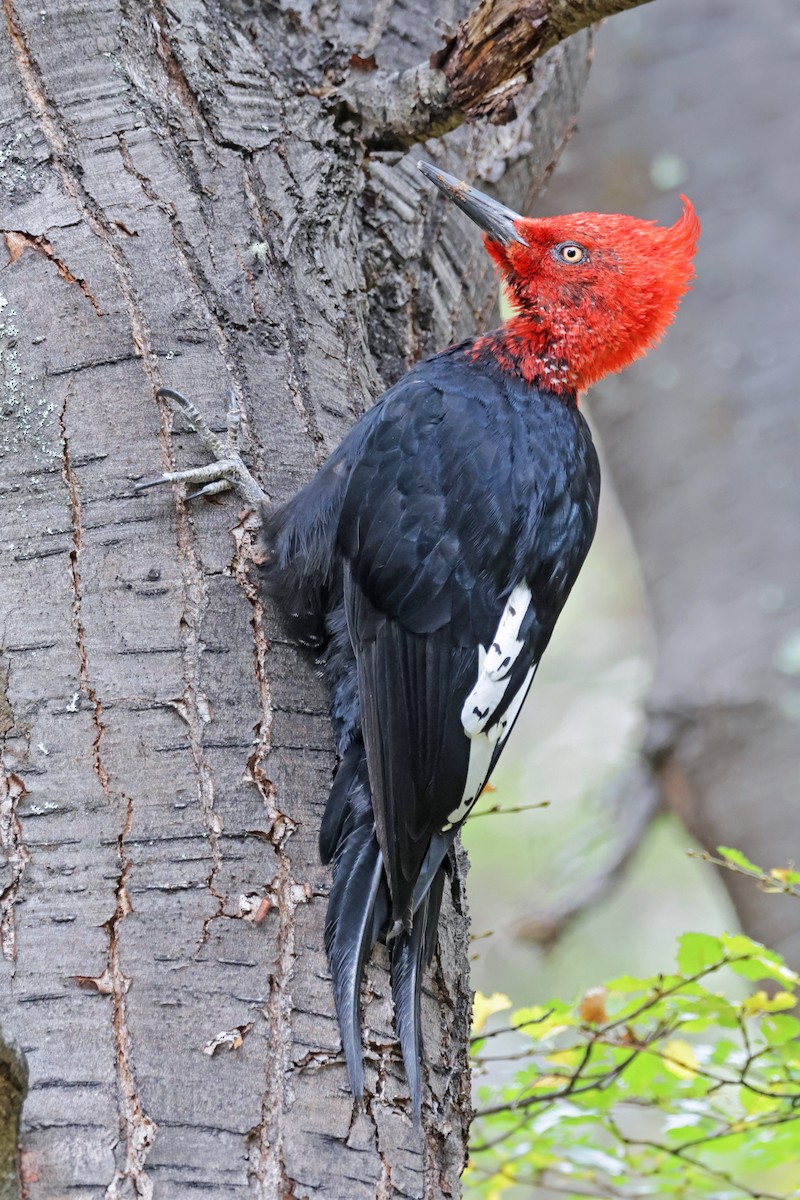 Magellanic Woodpecker - ML617140387