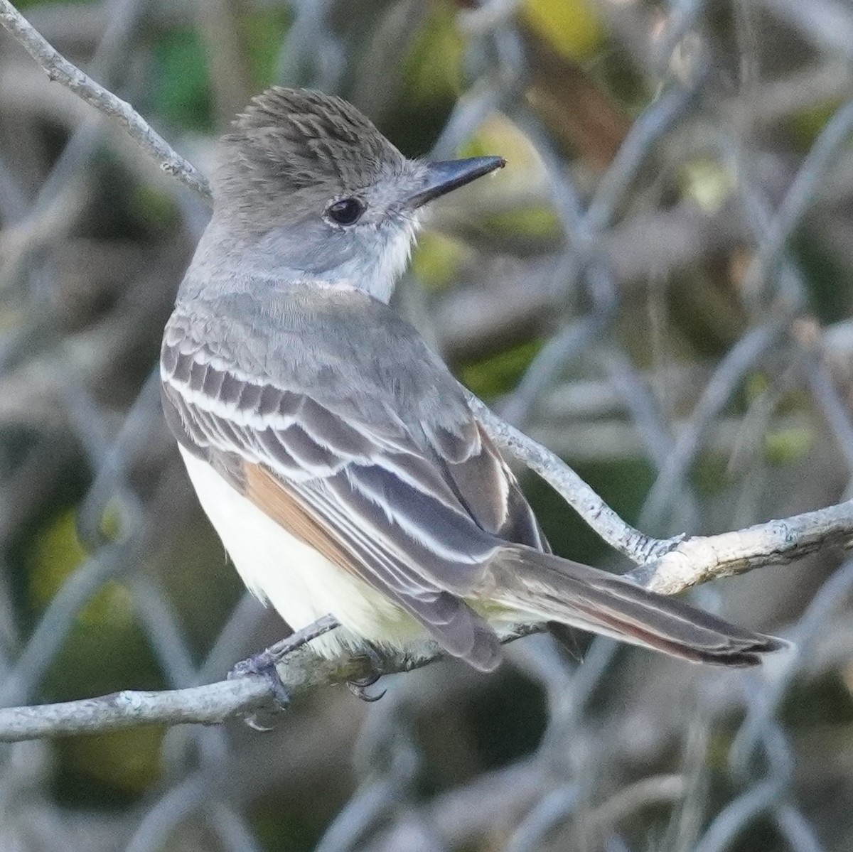 Brown-crested Flycatcher - ML617140398