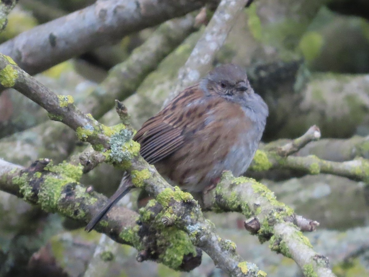 Dunnock - ML617140403
