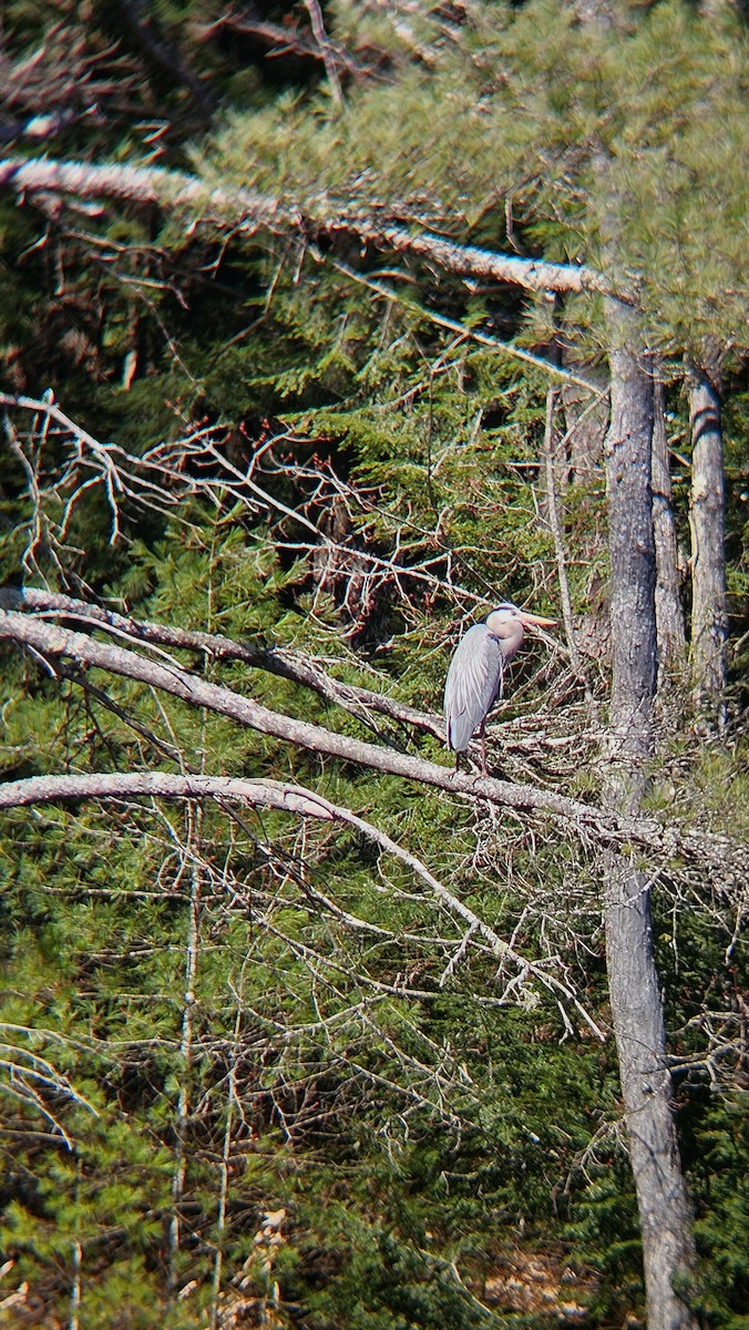 Garza Azulada - ML617140406