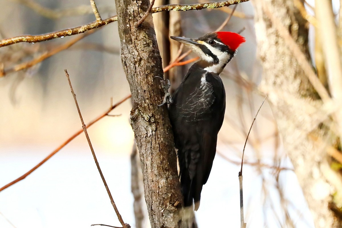 Pileated Woodpecker - ML617140412