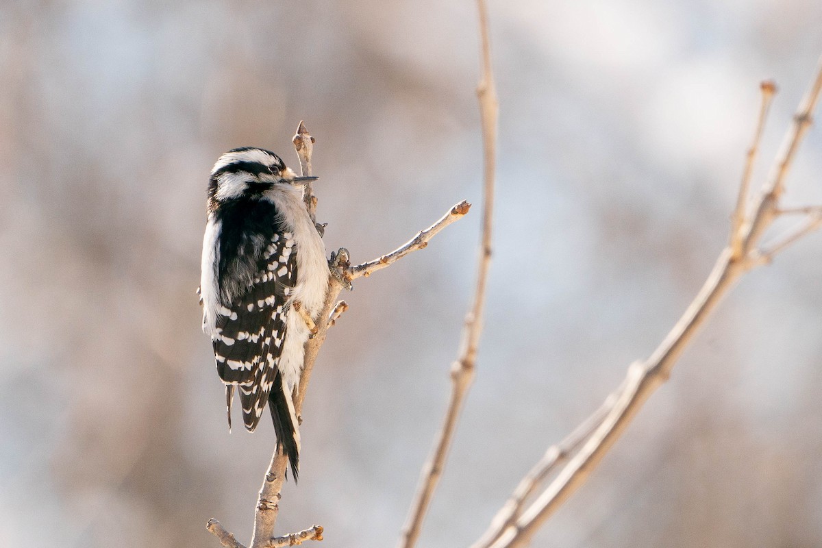 Downy Woodpecker - Matt Hoberg