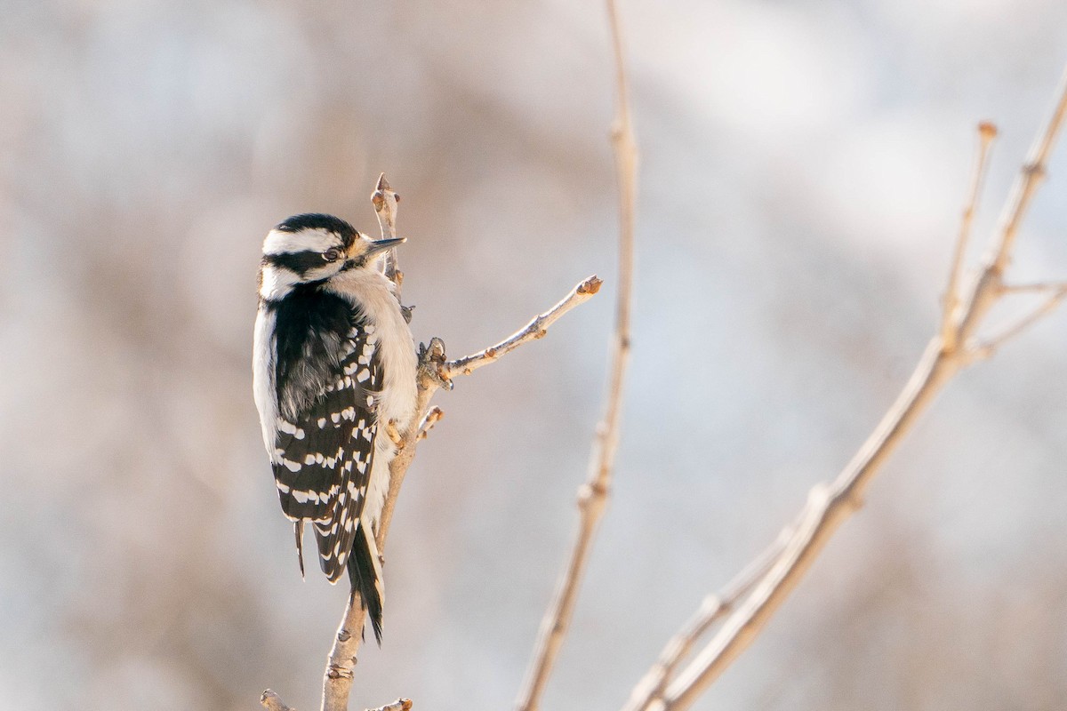 Downy Woodpecker - Matt Hoberg