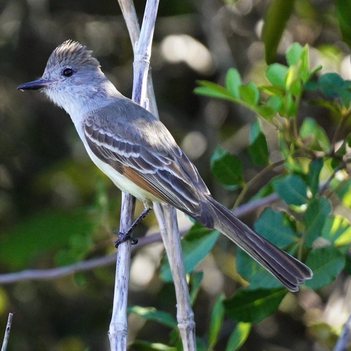 Brown-crested Flycatcher - ML617140422