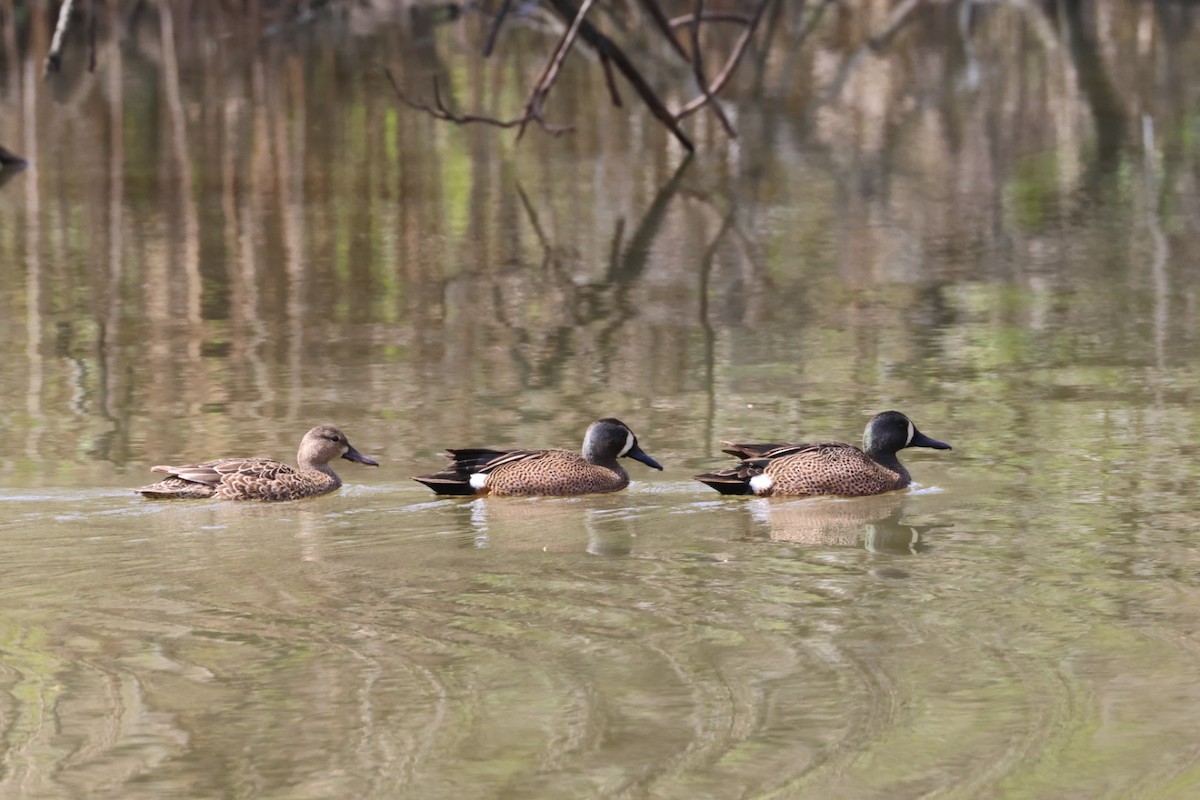 Blue-winged Teal - M B K